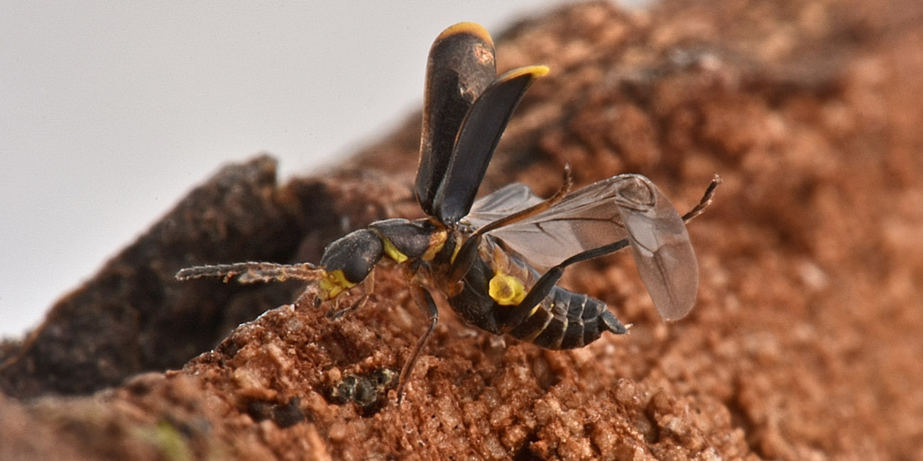 Malachiidae: Sphinginus lobatus ? S !